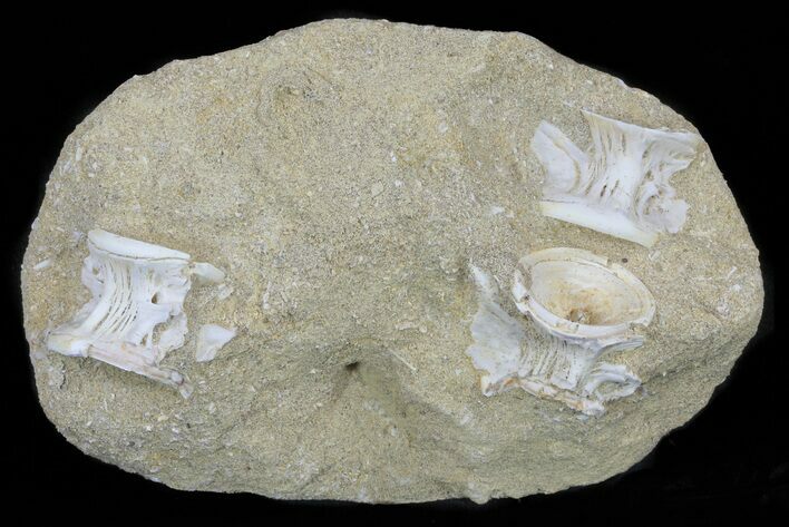 Cretaceous Fossil Fish Vertebrae In Rock - Morocco #60545